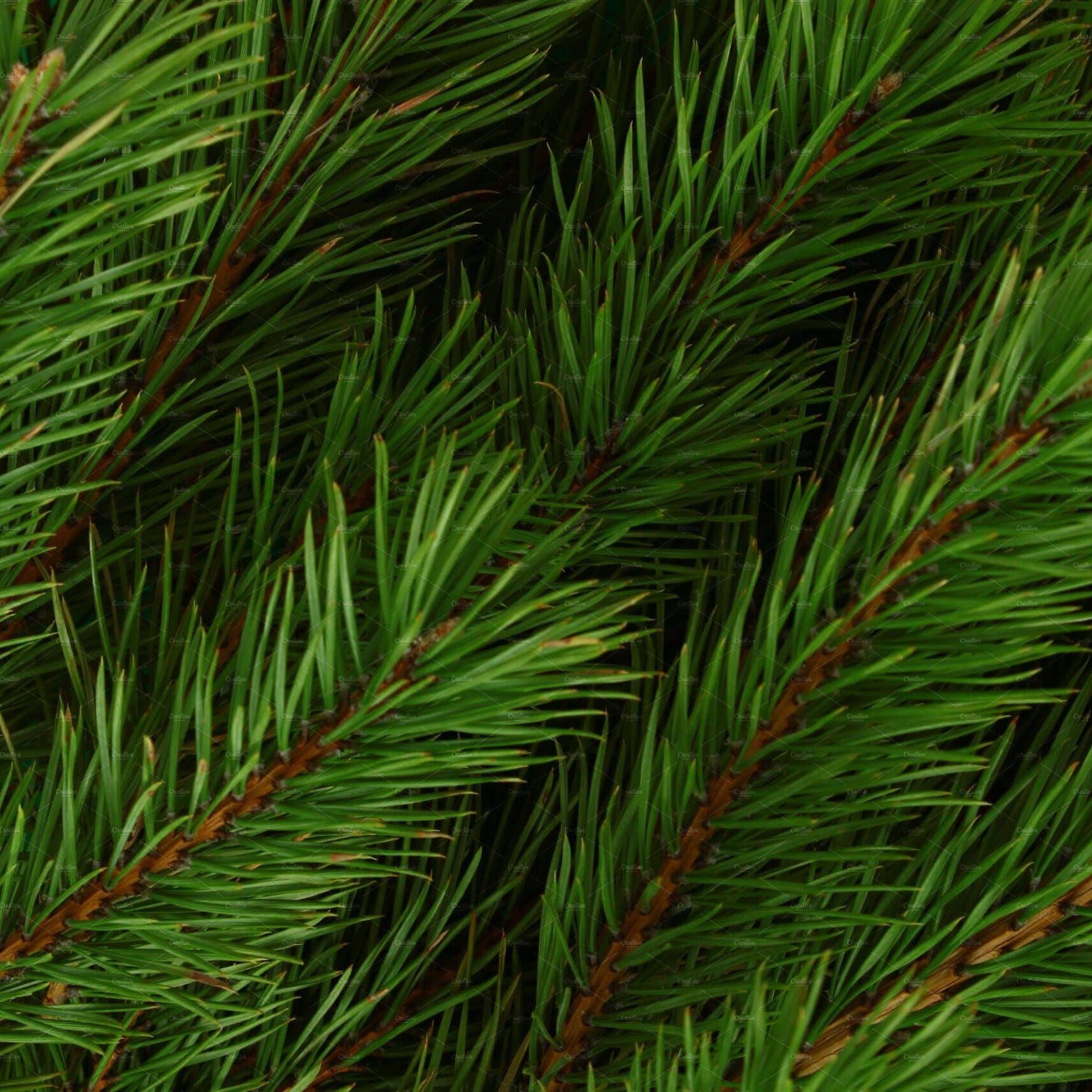 pine-branches-1-120473424